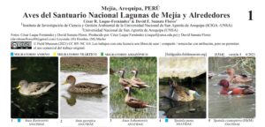 AVES DEL SANTUARIO NACIONAL LAGUNAS DE MEJÍA Y ALREDEDORES